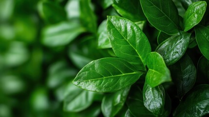 This image features a close-up of glossy green leaves, showcasing their rich texture and vibrant color, emphasizing the beauty and vitality of nature.