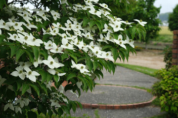 庭に咲くヤマボウシ