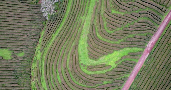 Aerial 4K drone footage of tea plantation located in Sao Miguel, Azores archipelago. Portugal. Atlantic ocean. Cha Gorreana tea plantation