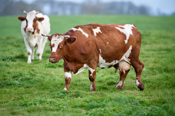 Brown and white cow with horns stands prominently in a lush green pasture, another cow grazes...