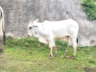 Obraz premium A white cow eating grass in a meadow. Cows are one of the animals used as sacrificial animals for the celebration of Eid al-Adha.