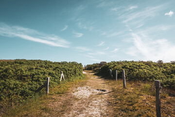 Dune Path on Wangerooge – Green Coastal Landscape with Natural Walkway