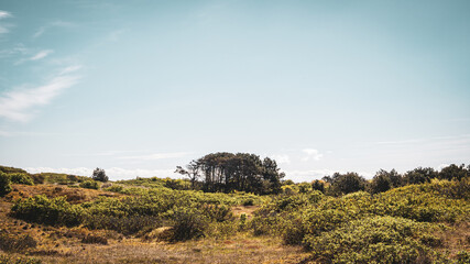 Dune Path on Wangerooge – Green Coastal Landscape with Natural Walkway