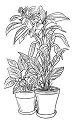 Different houseplants in flower pots on white background
