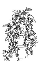 Different houseplants in flower pots on white background
