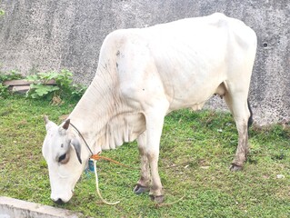 A white cow eating grass in a meadow. Cows are one of the animals used as sacrificial animals for the celebration of Eid al-Adha.