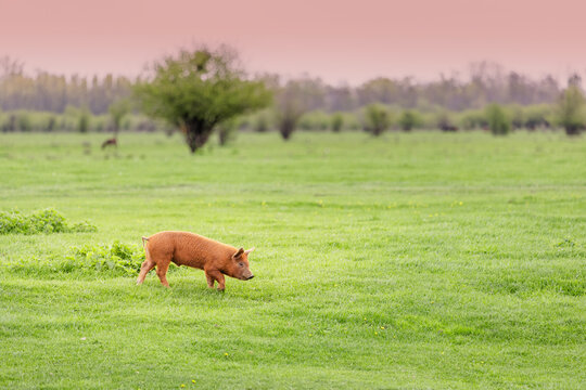 Red Duroc piglet grazing peacefully in a lush green meadow, enjoying the warm glow of sunset under a beautiful sky