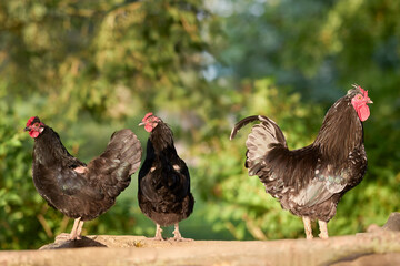 Three black chickens, two hens and a rooster, stand alert on a wooden beam against a softly blurred green, sunlit background.