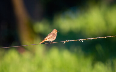 Ptak na drucie bokeh 