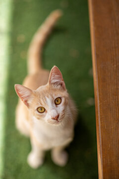 red haired cat in shelter close up photo. High quality photo