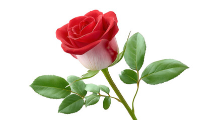 Fototapeta premium Single Red White Rose Bloom