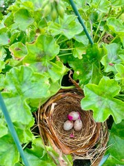 Bird nest with three eggs in hanging geranium basket