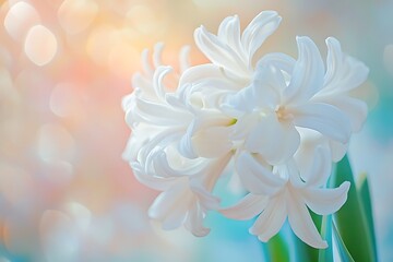 Fototapeta premium Elegant White Hyacinth Flower with Bokeh Lights on Soft Colored Background CloseUp