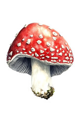 Obraz premium Fly agaric mushroom watercolor painting isolated on transparent background