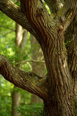 Close-up of tree trunk and branches showing detailed bark texture in a lush green forest environment