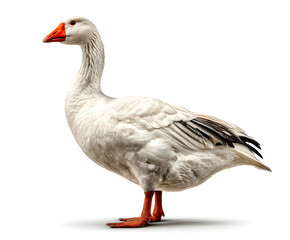 Obraz premium A white goose stands upright, featuring a distinct orange beak and legs, displaying its natural elegance