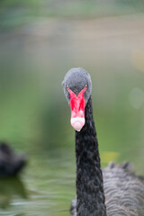 Fototapeta premium Close-up of a Black Swan