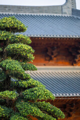 Traditional Japanese Architecture and Bonsai