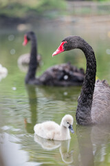 Obraz premium Black Swan and Cygnet in the Lake