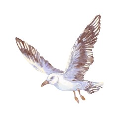 Seagull flying over open sky, wings spread wide. Hand-painted watercolor illustration, light and airy. Perfect for nautical, coastal, or marine-themed designs