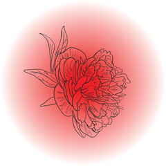 Vector peony floral illustration on colorful background. Line paint is a hand drawn illustration. Soft flower for design card, cover, invitation.