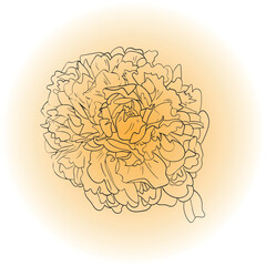Vector peony floral illustration on colorful background. Line paint is a hand drawn illustration. Soft flower for design card, cover, invitation.