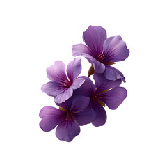 Obraz premium A cluster of five vibrant purple flowers with smooth on a transparent background