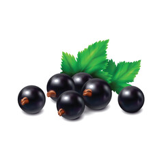 Blackcurrant fruit isolated on white background