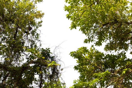 green leaves in the sky on transparent