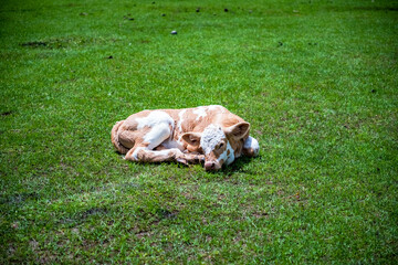 Sleeping Calf on a Green Grass Field © Jason-J