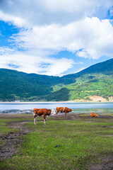 Fototapeta premium Cows by a Lake with Mountainous Background