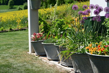 Blechgarten. Terrasse mit bepflanzten Zinkwannen im Frühling