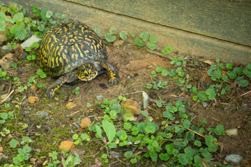 Eastern box turtle, Terrapene carolina carolina, on the ground near a building.