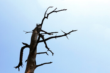 dead tree on blue sky background