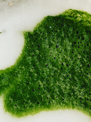 Matcha and milk swirling together, generating foamy bubbles of varying sizes, creating dynamic abstract patterns with vibrant textural potential for graphic design and visual backgrounds. Matcha, foam