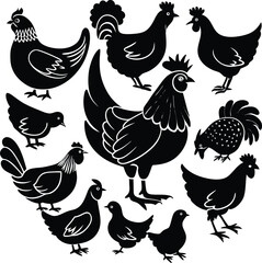 vector set of chicken