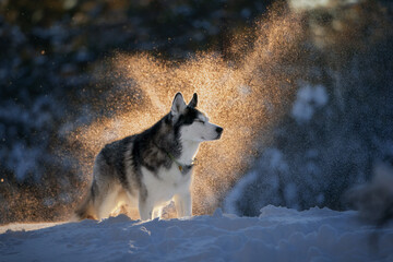 Black and white siberian husky in snow