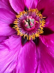 Close up of pink flower. Texture of pione petals. Pink floral summer background