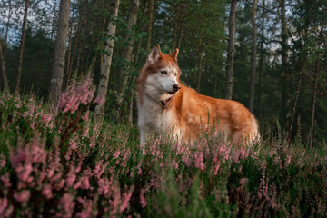 Brown siberian husky with flowers in forest