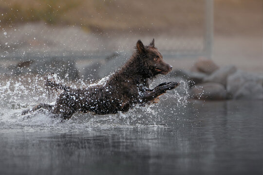 Brown mudi dog jumping in water