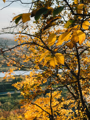 Sunlight illuminates golden yellow leaves on tree branches in foreground, creating vibrant autumn...