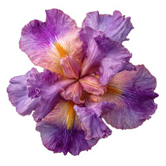 Stunning Purple and Yellow Bearded Iris Flower Close-Up