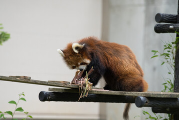 レッサーパンダ