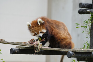 レッサーパンダ