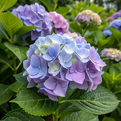 Realistic Hydrangea Flower Botanical Element for Graphic Design