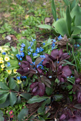 close-up of lush garden with purple hellebores, yellow primroses, and blue flowers in rich green foliage under diffused lighting, rejuvenating, peaceful, lively, earth, decorative, landscape