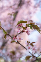 delicate cherry blossoms and fresh green leaves in soft pink bokeh background capturing the essence of springtime beauty and renewal in nature, floral, rejuvenation, serenity, hope, lush, scenic