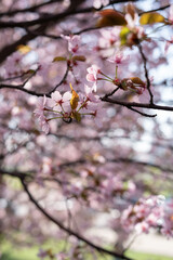 serene close-up of delicate pink cherry blossoms against a backdrop of soft, blurred foliage and bright spring light, emphasizing tranquility and renewal, daylight, radiant, whisper, rejuvenation