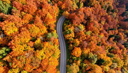 Winding road through autumnal splendor