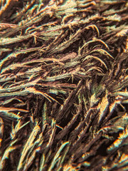 Needle-like crystals under polarized microscope showing vivid birefringence